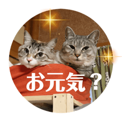 KU-SHIMA-NEKOCHAN