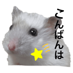 Suzu_20230302162446