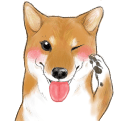 The Clever & Cute-Shiba KOTARO's Daily3