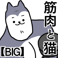 【BIG】筋肉と猫。②『筋肉モリモリ』