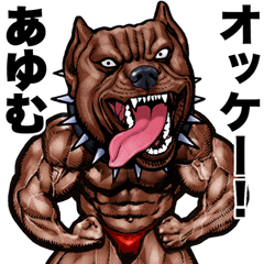 Ayumu dedicated Muscle macho animal