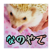 Chikunano is hedgehog Forever-Kansai ver