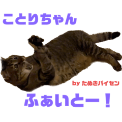 catscats0303