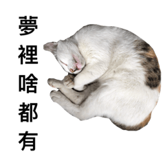 肥貓臭布頓❤️