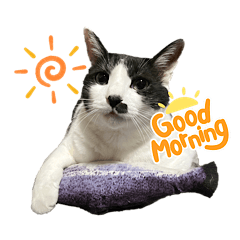 This is kira the Black and White Cat.