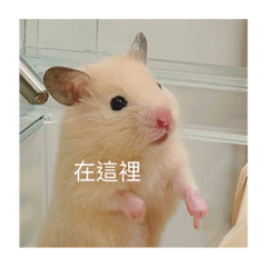 豆腐腐在幹嘛