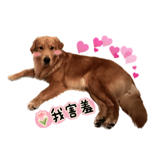 雞腿Wolly 黃金獵犬 狗狗 日常2