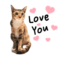 虎斑吳喵喵ʕ •̀ o •́ ʔ