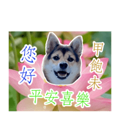 惡犬姆姆回歸