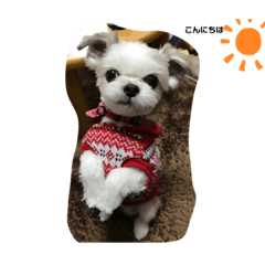 moo_20230303184909