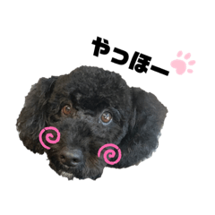 Daily life black toy poodle