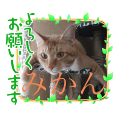 nao_20230303235434