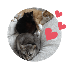 My cute three cats