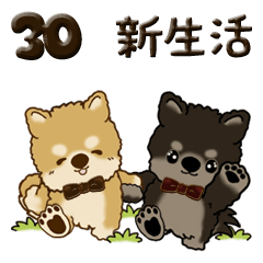 柴犬 ちゃちゃ丸たち 30『新生活に便利』