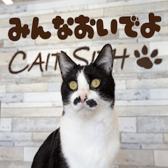 譲渡型猫カフェ CAIT SITHの猫たち