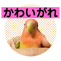 Hana_20230304190539