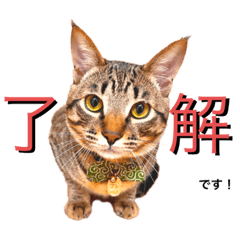 misa_20230304223257