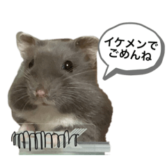 hamster_____