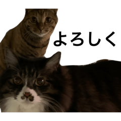 nekonodorei_20230304222139