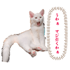 Tekitou Nyanko