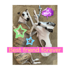 ARISA_20230305153413