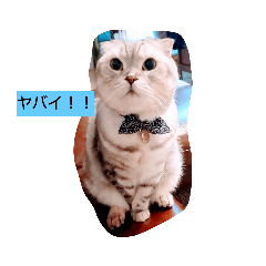 nyanko_20230305141728