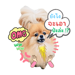 Pompom small dogs_20230305145754