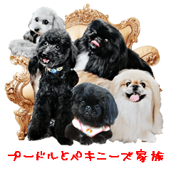 poodle and pekingese family