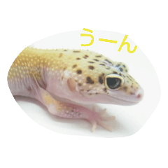 Axolotl_20230306000555