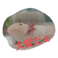 Axolotl_20230305235004