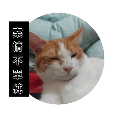 很chill的貓
