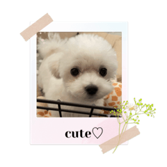 Kaede_20230305214612