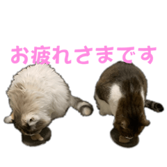 TONO_20230305222944