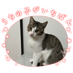 Sticker of Maru the cat