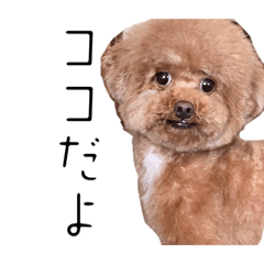 COCO_toy poodle