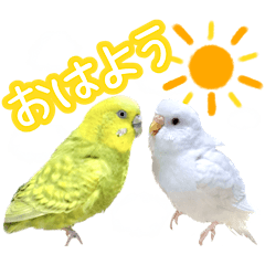 Budgerigar Rei Ramune Mashiro