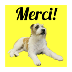 LCD - Le Cool Dog! (French language)