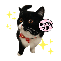 alice_20230306175116