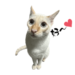 MEOW MEOW WOOF WOOF(1) - Stiker LINE | LINE STORE