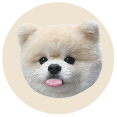 Shiogao Cream Pomeranian - Bona's Daily4