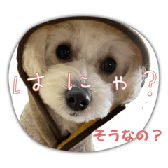 マルプーのくーちゃん④