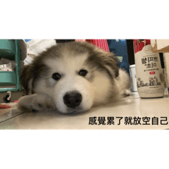 Maru the alaskan malamute