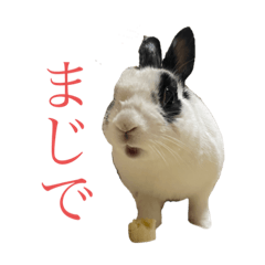 Koyuki the Rabbit. 2