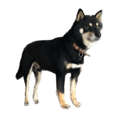 C.C.Lemon_20230308003403