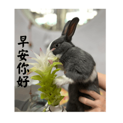 Mochi Rabbit stickers-1