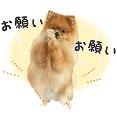 Pomeranian Masakichi