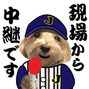 pop up! Baseball dog Maru-chan(photo)