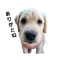 ラブラのあおくん