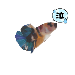 Betta_Fish3