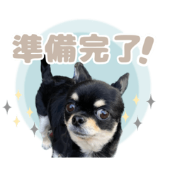 Chihuahua_maro4